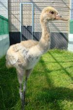 Green Yellow Black - 2nd July 2014 Green Yellow Black - 2nd July 2014